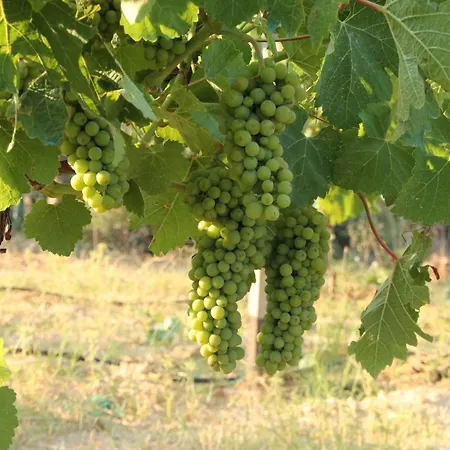 The Iconpainter Zaga Villa Kompoi