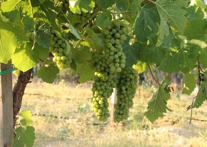 The Iconpainter Zaga Villa Kompoi